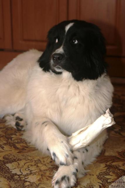 Фото: ньюфаундленд YUmma iz Unikal'noy Kollekcii (Юмма из Уникальной Коллекции)