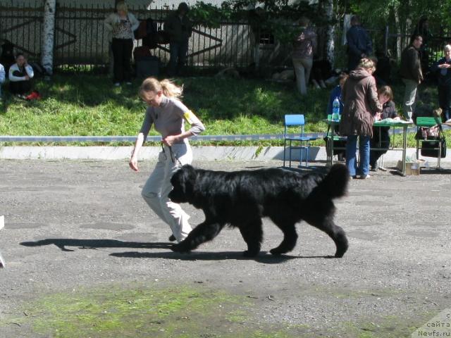 Фото: ньюфаундленд King of Helluland Dizzy Beauty