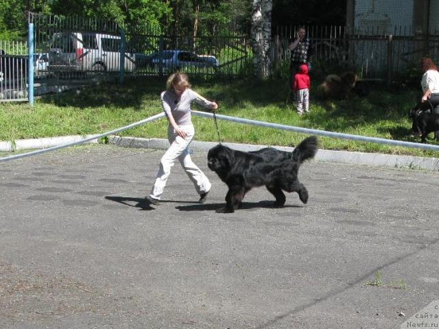 Фото: ньюфаундленд King of Helluland Dizzy Beauty