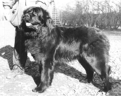 Фото: ньюфаундленд Ordi Norro of Layf Seyver (Орди Норро оф Лайф Сейвер)