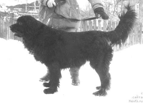 Фото: ньюфаундленд Solli Ivlor (Солли Ивлор)