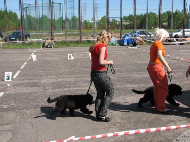 Фото: ньюфаундленд Lakomka Lavanda (Лакомка Лаванда), ньюфаундленд Lyubimyiy Lovelas (Любимый Ловелас)