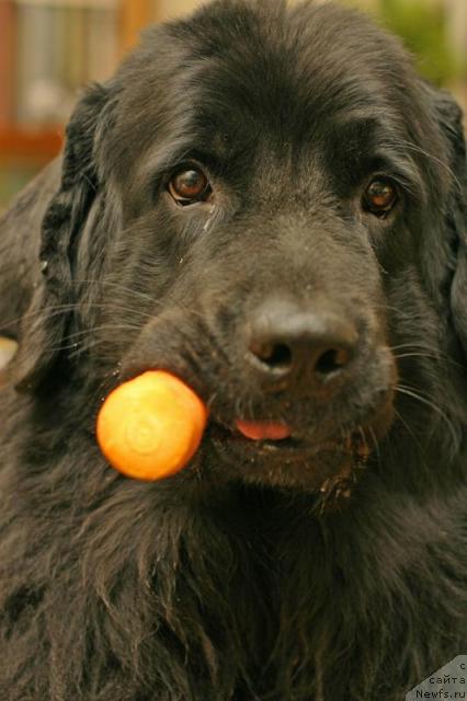 Фото: ньюфаундленд Vojdi Atlantidyi Gabbi (Вожди Атлантиды Габби)