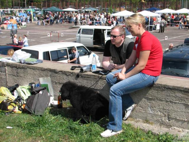 Фото: ньюфаундленд Lyubimyiy Lovelas (Любимый Ловелас)