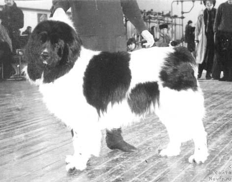 Фото: ньюфаундленд Naat Mist (Наат Мист)