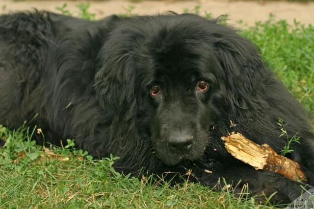 Фото: ньюфаундленд Vojdi Atlantidyi Gabbi (Вожди Атлантиды Габби)