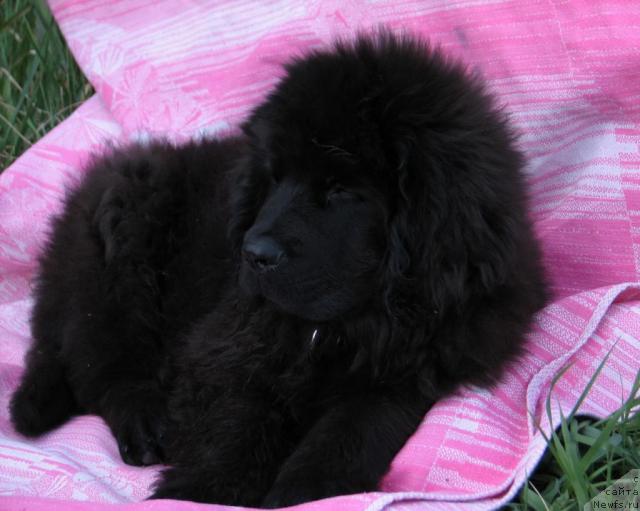 Фото: ньюфаундленд Lunnaya Krasavica (Лунная Красавица)