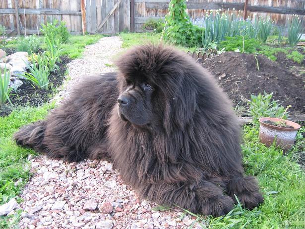 Фото: ньюфаундленд Zahar iz Medvej'ego YAra (Захар из Медвежьего Яра)