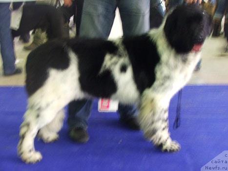 Фото: ньюфаундленд Plushevaya Panda Debra (Плюшевая Панда Дэбра)