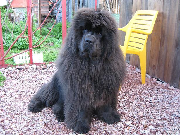 Фото: ньюфаундленд Zahar iz Medvej'ego YAra (Захар из Медвежьего Яра)