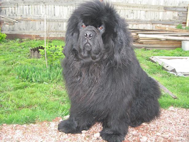 Фото: ньюфаундленд Yuzhny Sharm iz Medvejyego Yara (Южный Шарм из Медвежьего Яра)