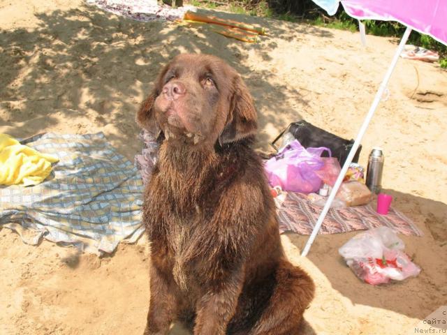 Фото: ньюфаундленд Konfuciy (Конфуций)