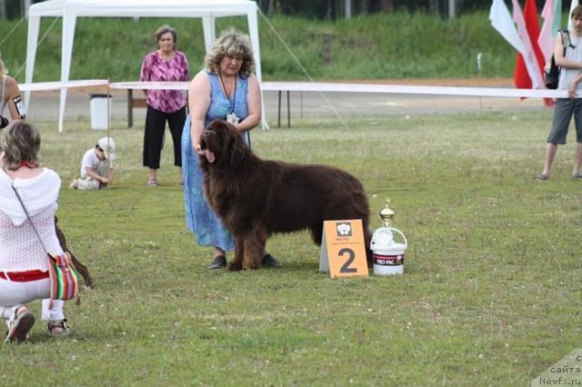 Фото: ньюфаундленд Super Premium Brabus (Супер Премиум Брабус), Irina Panyushkina (Ирина Панюшкина)