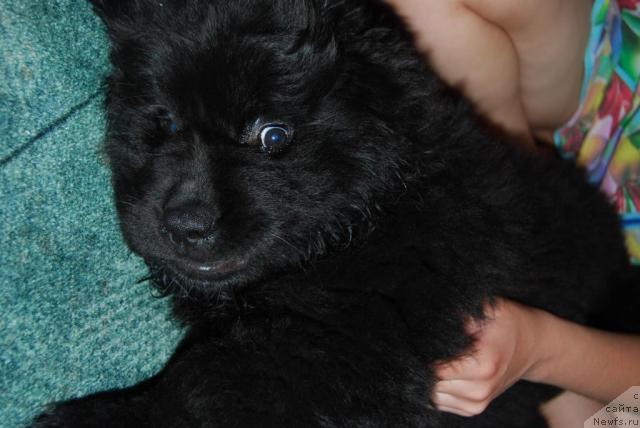 Фото: ньюфаундленд Formula Lyubvi ot Sibirskogo Medvedya (Формула Любви от Сибирского Медведя)