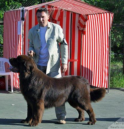 Фото: ньюфаундленд Itgay (Итгай)