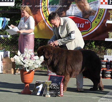 Фото: ньюфаундленд Itgay (Итгай)