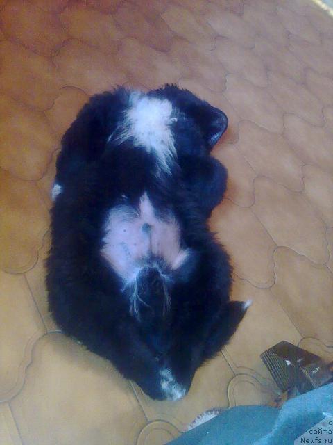 Фото: ньюфаундленд Plyushevaya Panda Pekinskiy Talisman (Плюшевая Панда Пекинский Талисман), ньюфаундленд Plyushevaya Panda Pekinskiy Talisman (Плюшевая Панда Пекинский Талисман)