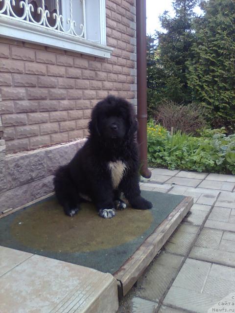 Фото: ньюфаундленд Plyushevaya Panda Pekinskiy Talisman (Плюшевая Панда Пекинский Талисман)