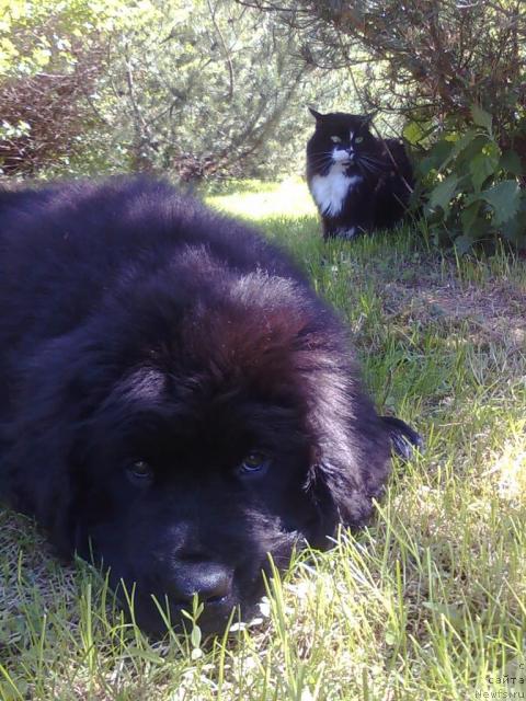 Фото: ньюфаундленд Plyushevaya Panda Pekinskiy Talisman (Плюшевая Панда Пекинский Талисман)