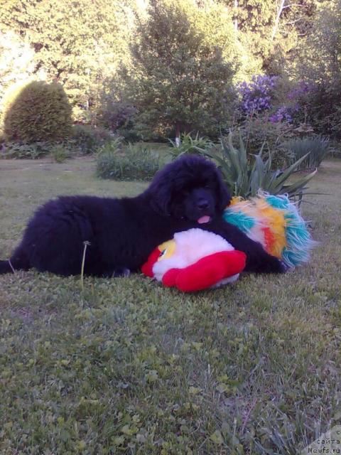 Фото: ньюфаундленд Plyushevaya Panda Pekinskiy Talisman (Плюшевая Панда Пекинский Талисман)