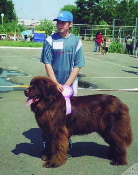 Фото: ньюфаундленд Honi San iz Medvej'ego YAra (Хони Сан из Медвежьего Яра)