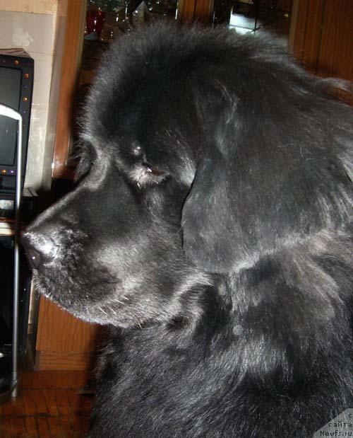 Фото: ньюфаундленд N'yumast Rokfeller (Ньюмаст Рокфеллер)