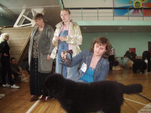 Фото: ньюфаундленд Urman Taejnyiy ot Sibirskogo Medvedya (Урман Таежный от Сибирского Медведя), Irina Kirichenko (Ирина Кириченко)