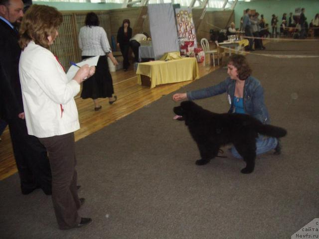 Фото: ньюфаундленд Urman Taejnyiy ot Sibirskogo Medvedya (Урман Таежный от Сибирского Медведя), Irina Kirichenko (Ирина Кириченко)