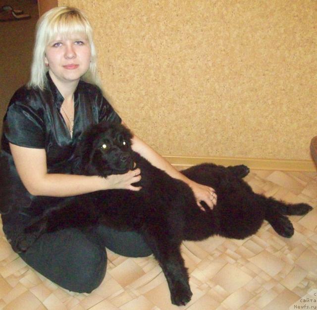 Фото: ньюфаундленд Lyubov' Zemnaya (Любовь Земная), Anna Portnyakova (Анна Портнякова)