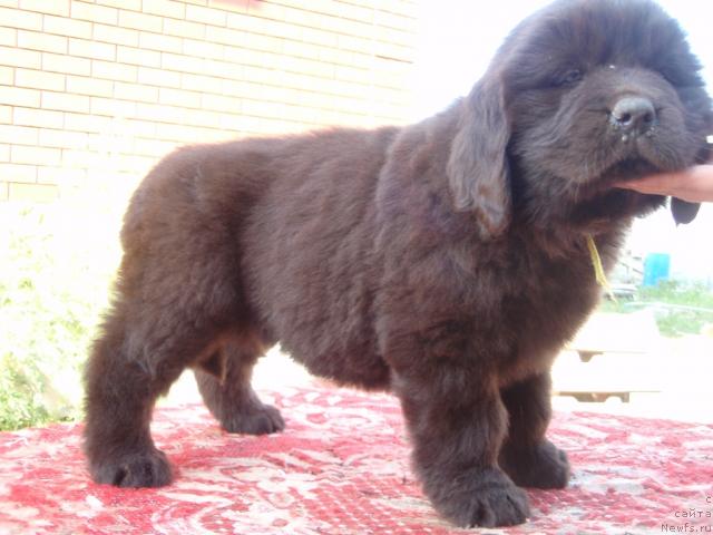 Фото: Аристократичная Штучка для Ньюфорт.45 дней. Дочь, ньюфаундленд Super Premium Brabus (Супер Премиум Брабус)