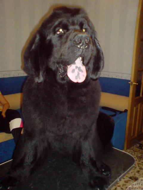 Фото: ньюфаундленд Severtan Urri (Севертан Урри)