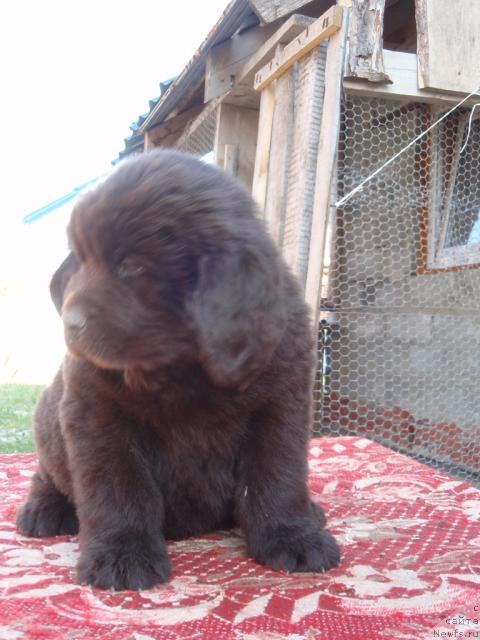 Фото: Аристократичная Штучка для Ньюфорт .дочь, ньюфаундленд Rafayella Brillians CHernaya Jemchujina (Рафаэлла Бриллианс Черная Жемчужина)