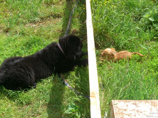 Фото: ньюфаундленд Plyushevaya Panda Plenitel'naya Dalida (Плюшевая Панда Пленительная Далида)