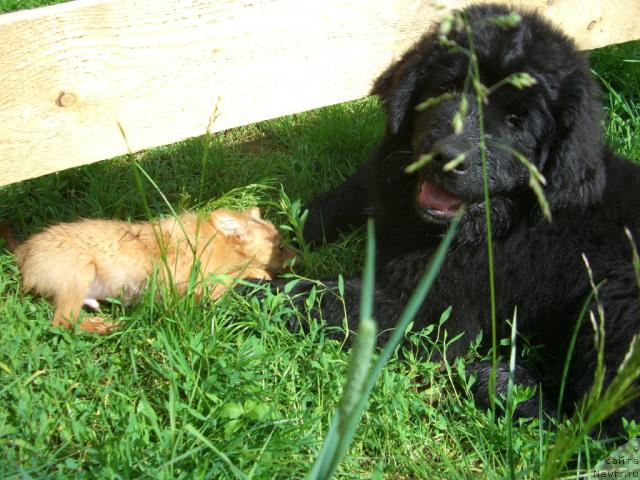 Фото: ньюфаундленд Plyushevaya Panda Plenitel'naya Dalida (Плюшевая Панда Пленительная Далида)