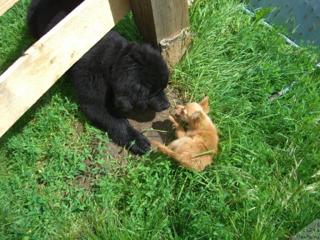 Фото: ньюфаундленд Plyushevaya Panda Plenitel'naya Dalida (Плюшевая Панда Пленительная Далида)