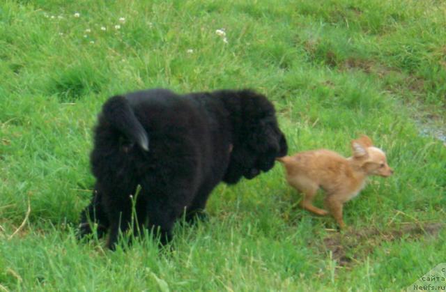 Фото: ньюфаундленд Plyushevaya Panda Plenitel'naya Dalida (Плюшевая Панда Пленительная Далида)