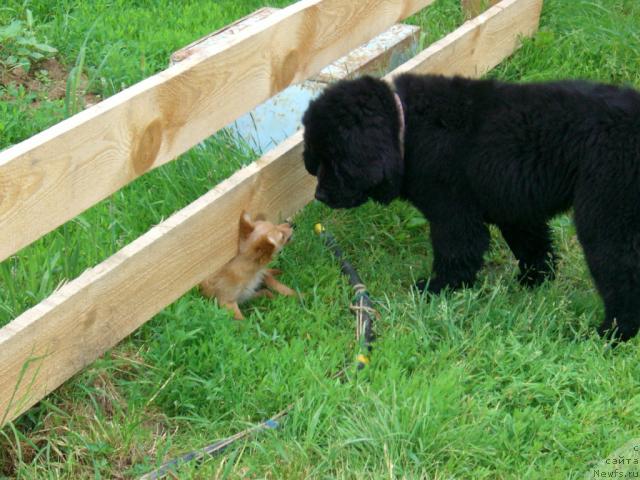 Фото: ньюфаундленд Plyushevaya Panda Plenitel'naya Dalida (Плюшевая Панда Пленительная Далида)