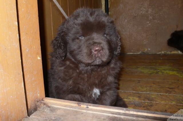 Фото: ньюфаундленд Arkadiya Vivat Arbona (Аркадия Виват Арбона)