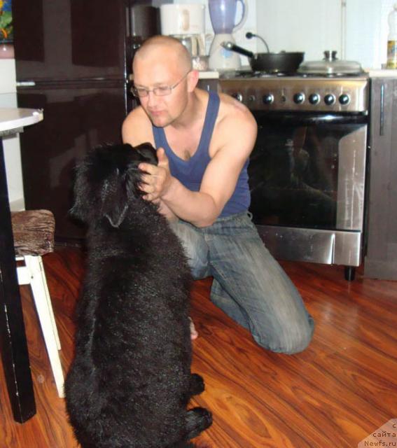 Фото: ньюфаундленд Lyubimaya Medvedica Moya (Любимая Медведица Моя), Саша.