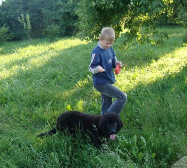 Фото: ньюфаундленд Lyubimaya Medvedica Moya (Любимая Медведица Моя)