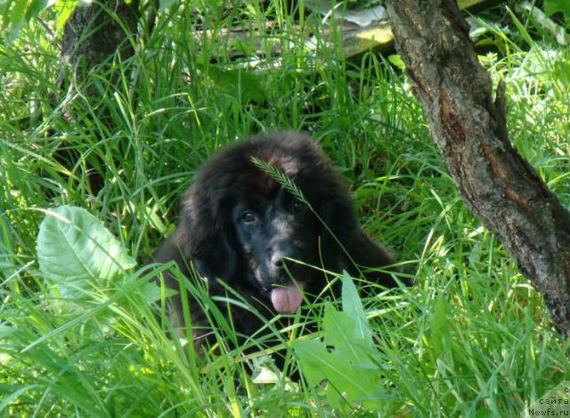 Фото: ньюфаундленд Lyubimaya Medvedica Moya (Любимая Медведица Моя)