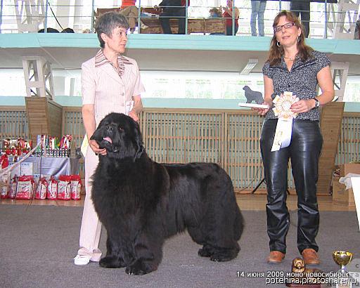 Фото: ньюфаундленд Yunspotid Hay iz Medvejyego Yara (Юнспотид Хай Из Медвежьего Яра), Elena Kropotova (Елена Кропотова), Судья: Sabine Wotenick Германия