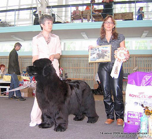 Фото: ньюфаундленд Yunspotid Hay iz Medvejyego Yara (Юнспотид Хай Из Медвежьего Яра), Elena Kropotova (Елена Кропотова), Судья: Sabine Wotenick Германия