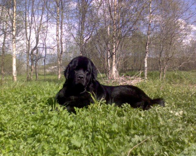 Фото: ньюфаундленд Ai Love Rich (Ай Лав Рич)