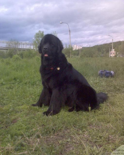 Фото: ньюфаундленд Ai Love Rich (Ай Лав Рич)