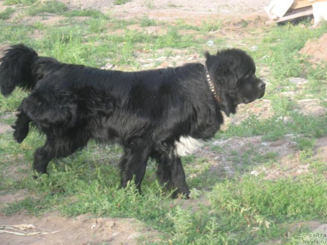 Фото: ньюфаундленд Mag Ispolin Il'ya Muromec (Маг Исполин Илья Муромец)