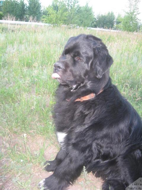 Фото: ньюфаундленд Mag Ispolin Il'ya Muromec (Маг Исполин Илья Муромец)