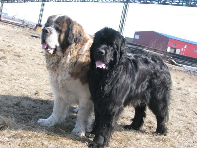 Фото: ньюфаундленд Zhasmine Severny Caprice iz Medvejyego Yara (Жасмин Северный Каприз из Медвежьего Яра)