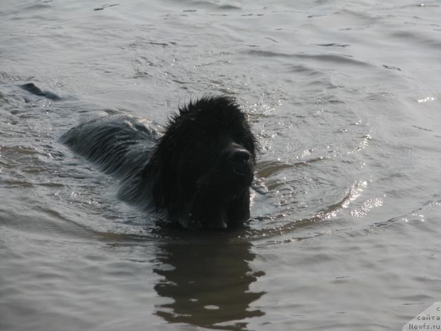 Фото: ньюфаундленд Zhasmine Severny Caprice iz Medvejyego Yara (Жасмин Северный Каприз из Медвежьего Яра)