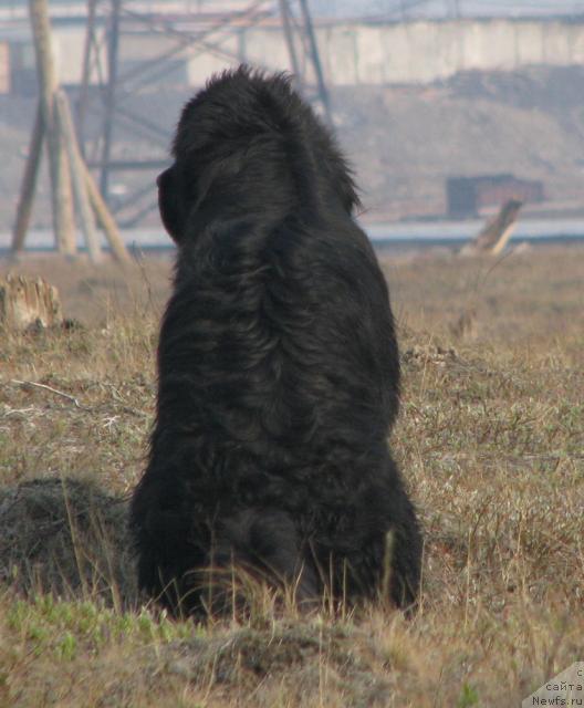 Фото: ньюфаундленд Zhasmine Severny Caprice iz Medvejyego Yara (Жасмин Северный Каприз из Медвежьего Яра)